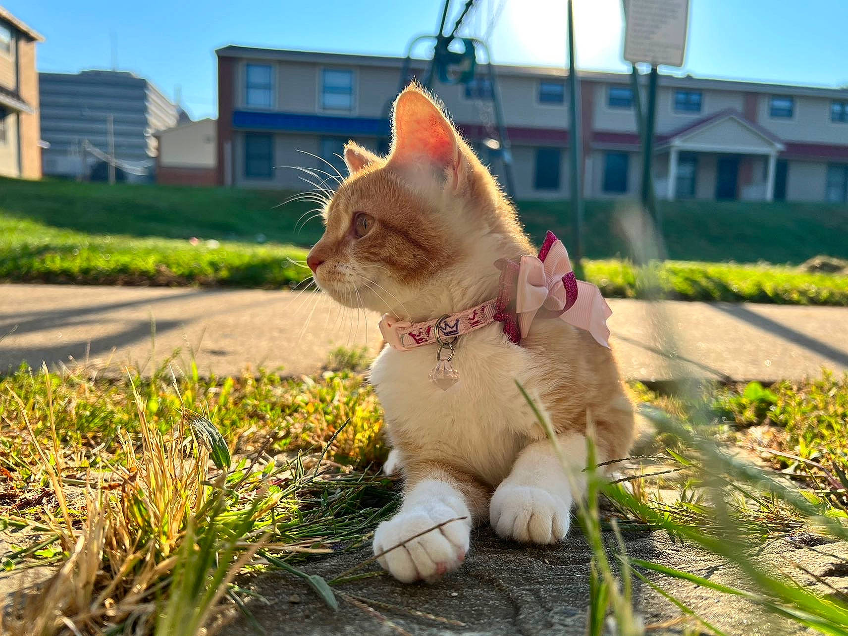 Nylah joined the competition — help win amazing prizes! art, building, carnivore, cat, domestic_short_haired_cat, fawn, felidae, fur, garden, grass, lawn, plant, road, road_surface, sky, small_to_medium_sized_cats, snout, tail, whiskers, window