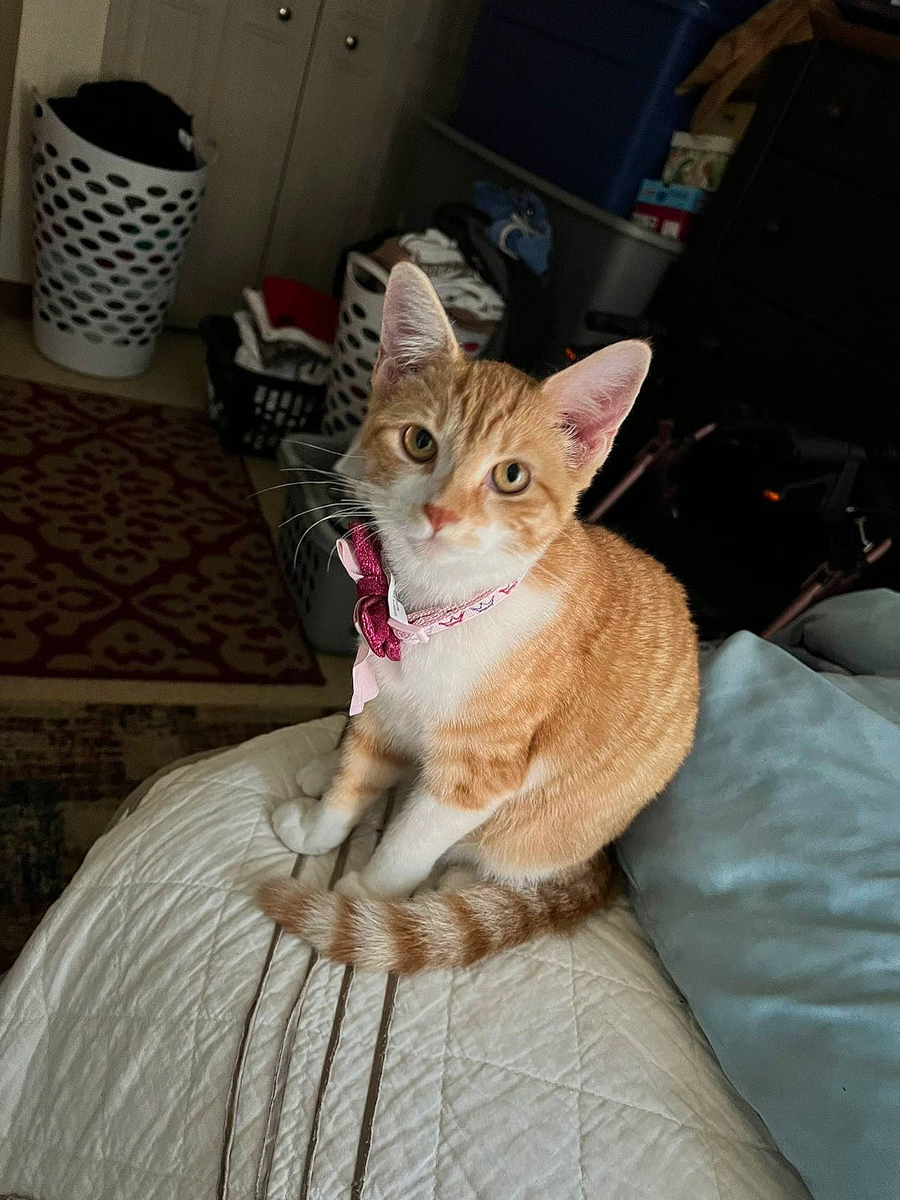 Nylah is registered to the contest to win money with this photo: carnivore, cat, claw, comfort, domestic_short_haired_cat, fawn, felidae, flooring, fur, lap, linens, paw, serveware, sitting, small_to_medium_sized_cats, snout, tail, whiskers, window