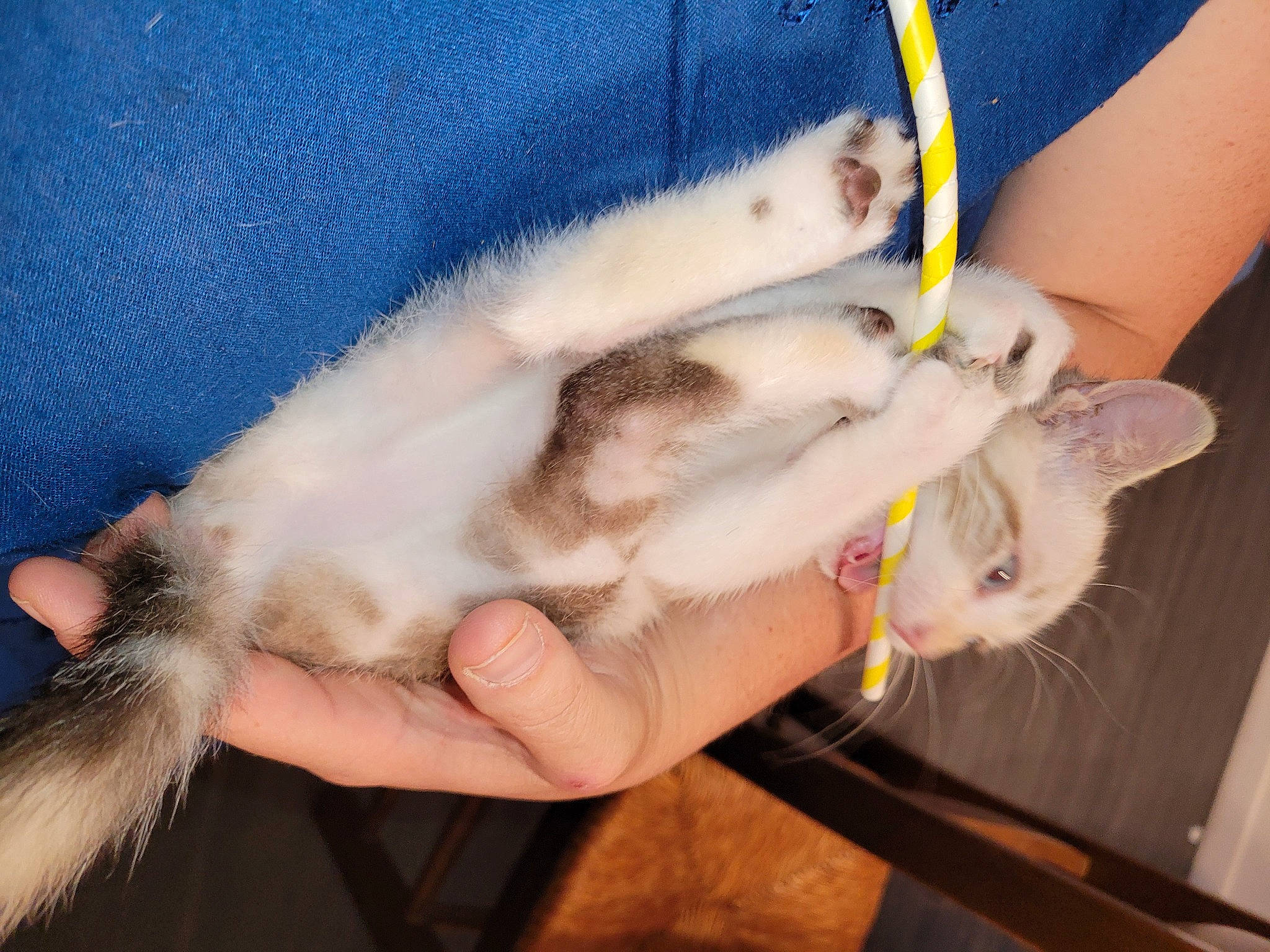 Minette participe au concours pour gagner de l'argent avec cette photo : canidae, carnivore, cat, claw, comfort, domestic_short_haired_cat, fawn, felidae, finger, fur, gesture, mammal, nail, paw, small_to_medium_sized_cats, snout, tail, vertebrate, whiskers