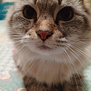 Sadie is registered to the contest to win money with this photo: animal, cat, close_up, cozy, curious, cute, domestic, eyes, feline, floral_blanket, furry, indoor, mammal, pet, pink_nose, portrait, resting, soft_fur, tabby, whiskers