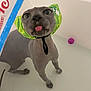 Rikki joined the competition — help win amazing prizes! sphynx_cat, cat, pet, bathtub, tongue_out, headscarf, curious, wide_eyes, indoor, water, animal, furless_cat, playful, purple_ball, looking_up, close_up, domestic_animal, funny_expression, bath, pet_accessory