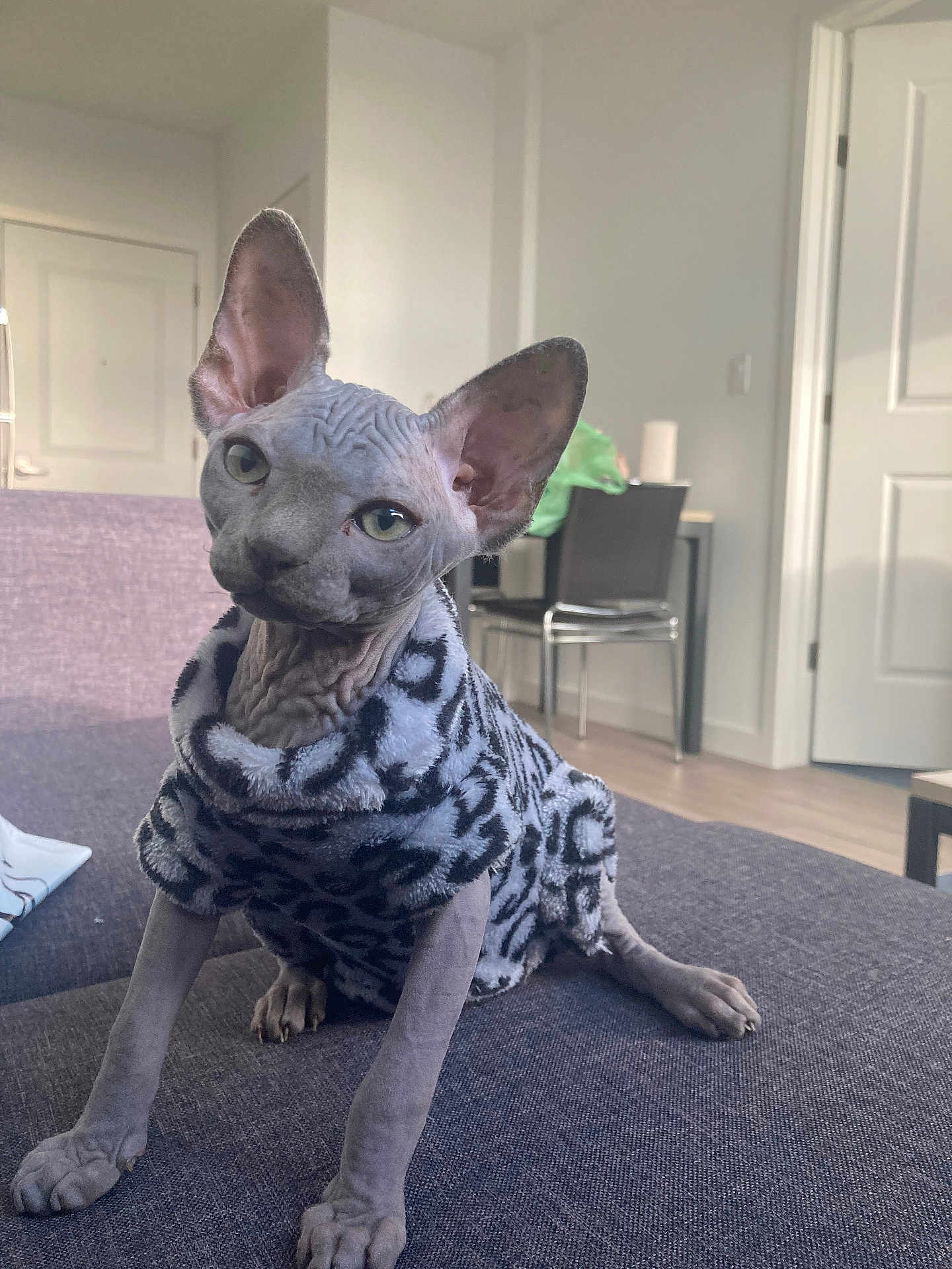 Rikki joined the competition — help win amazing prizes! sphynx_cat, cat, hairless_cat, pet, indoor, living_room, couch, sweater, furniture, floor, door, chair, table, curious, animal, mammal, domestic_animal, cozy, patterned_clothing, head_tilt