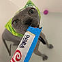 Rikki is registered to the contest to win money with this photo: sphynx_cat, cat, pet, bandana, green_bandana, treat, licking, close_up, indoor, curious, wrinkled_skin, hairless_cat, pink_tongue, food_treat, playful, animal, domestic_cat, looking_up, front_paws, background_blur