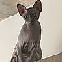 cat, sphynx_cat, hairless, pet, animal, indoor, wooden_cabinet, curious, perched, wrinkles, large_ears, green_eyes, minimalist, white_wall, feline, looking, alone, domestic_animal, quiet, still