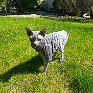 Rikki is registered to the contest to win money with this photo: sphynx_cat, cat, hairless_cat, pet, animal, outdoor, grass, greenery, sunlight, shadow, sweater, quilted_clothing, suburban, house, bushes, daylight, nature, domestic_animal, feline, curious