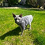 sphynx_cat, cat, hairless_cat, pet, animal, outdoor, grass, greenery, sunlight, shadow, sweater, quilted_clothing, suburban, house, bushes, daylight, nature, domestic_animal, feline, curious