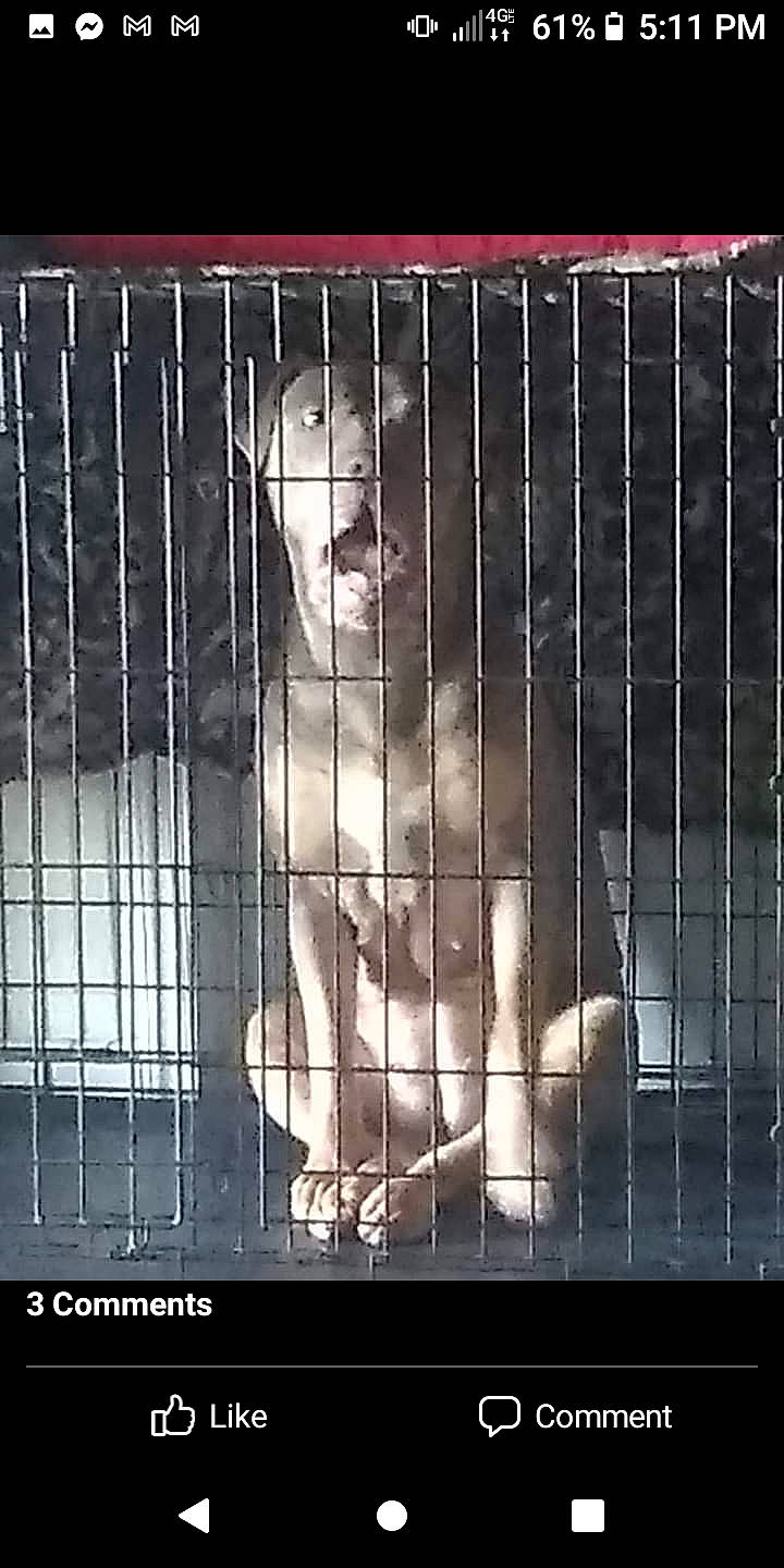 Opal is registered to the contest to win money with this photo: animal_shelter, cage, canidae, companion_dog, dog_breed, dog_supply, font, fur, mesh, metal, monochrome, monochrome_photography, net, pet_supply, photo_caption, service, snout, sporting_group, terrestrial_animal, whiskers