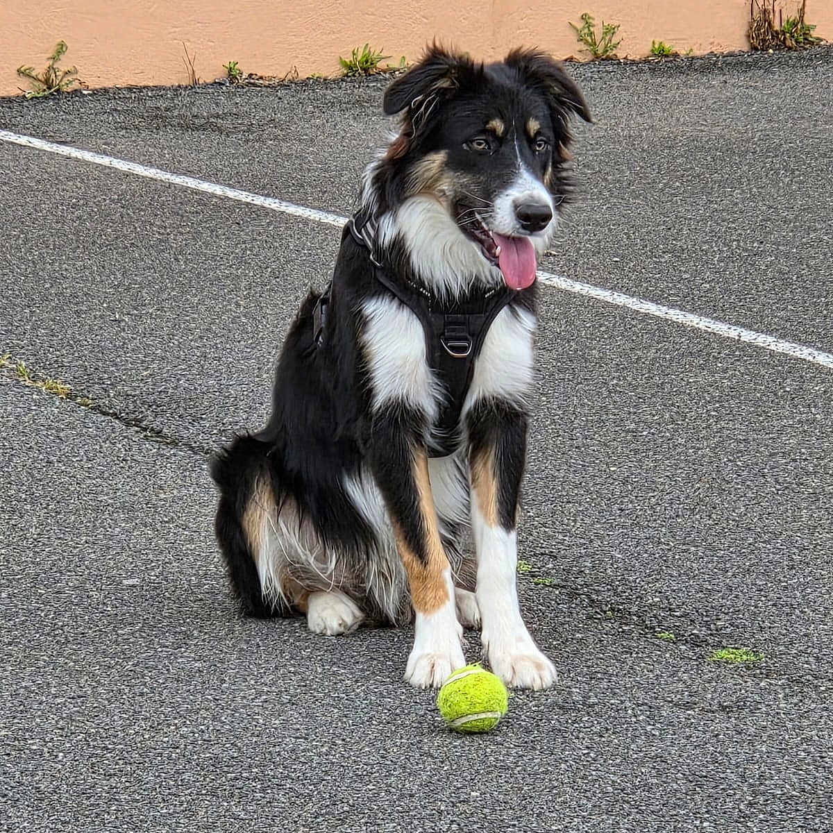 Vidoc participe au concours pour gagner de l'argent avec cette photo : accessories, animal, ball, canine, city, dog, football, pet, puppy, racket, road, soccer, soccerball, sport, strap, street, tennis, tennisball, tennisracket, urban