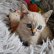 Arya participe au concours pour gagner de l'argent avec cette photo : kitten, cat, blue_eyes, fluffy_blanket, soft_toys, close_up, cute, pet, animal, feline, cozy, indoor, young, whiskers, fur, domestic_animal, curious, resting, portrait, small
