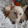 kitten, cat, blue_eyes, fluffy_blanket, soft_toys, close_up, cute, pet, animal, feline, cozy, indoor, young, whiskers, fur, domestic_animal, curious, resting, portrait, small