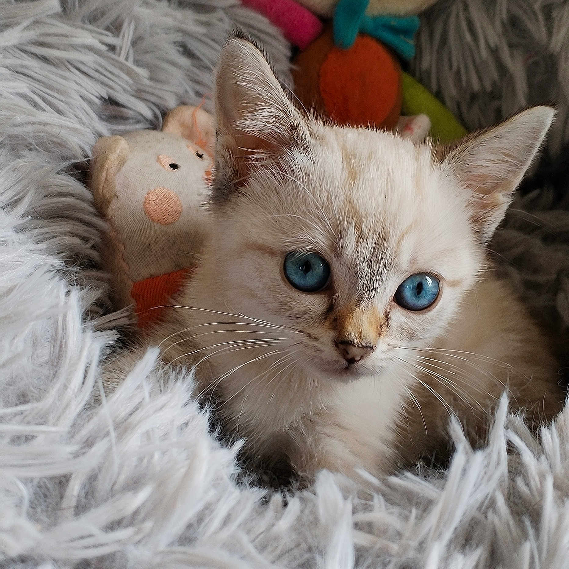 Arya participe au concours pour gagner de l'argent avec cette photo : animal, blue_eyes, cat, close_up, cozy, curious, cute, domestic_animal, feline, fluffy_blanket, fur, indoor, kitten, pet, portrait, resting, small, soft_toys, whiskers, young
