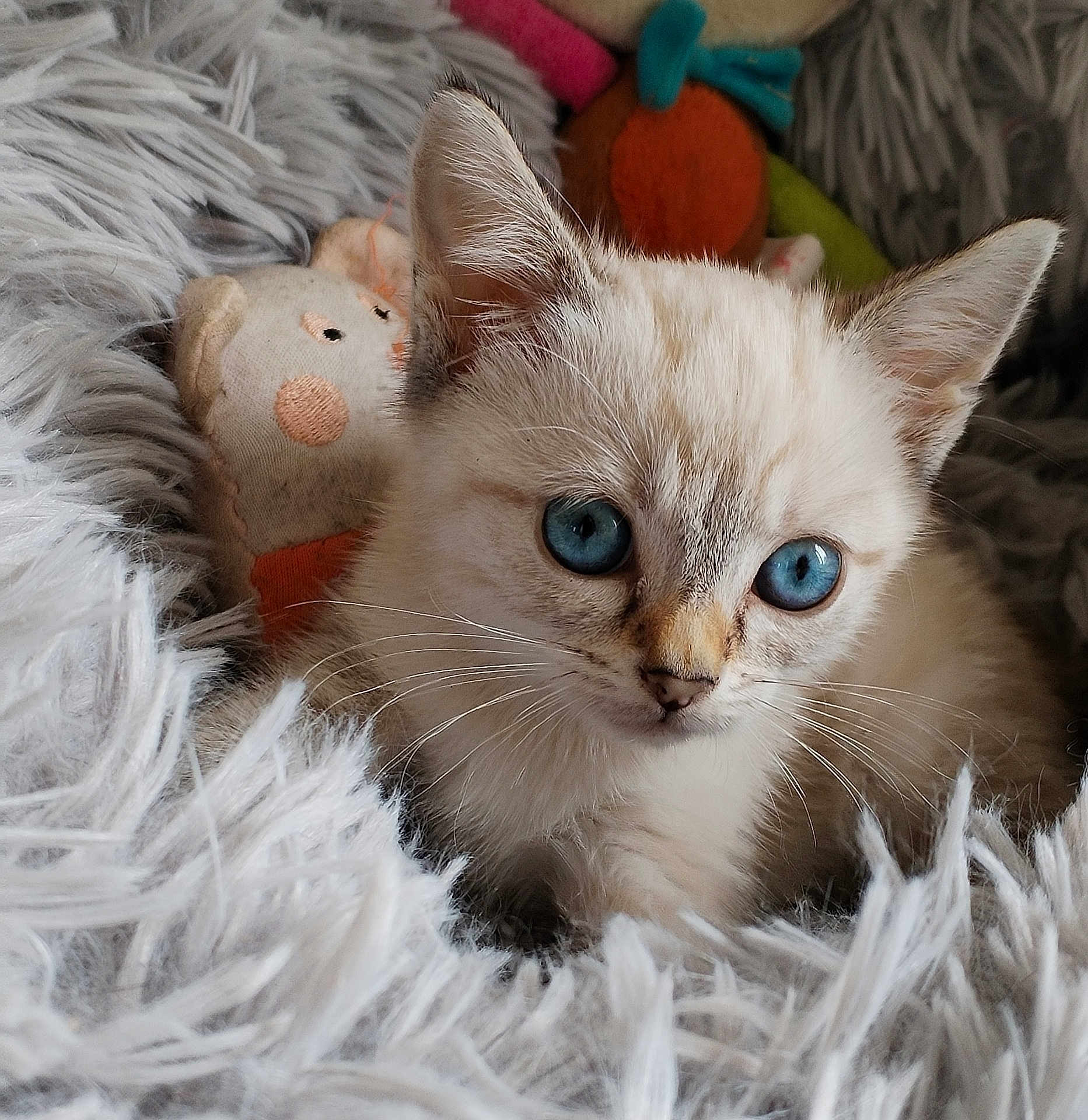 Arya participe au concours pour gagner de l'argent avec cette photo : kitten, cat, blue_eyes, fluffy_blanket, soft_toys, close_up, cute, pet, animal, feline, cozy, indoor, young, whiskers, fur, domestic_animal, curious, resting, portrait, small