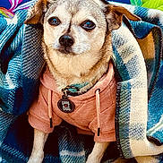 Elvis is registered to the contest to win money with this photo: dog, small_dog, hoodie, blanket, blue, plaid, pet, animal, cute, cozy, indoor, portrait, canine, tag, clothing, fur, ears, face, snout, background