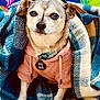 dog, small_dog, hoodie, blanket, blue, plaid, pet, animal, cute, cozy, indoor, portrait, canine, tag, clothing, fur, ears, face, snout, background