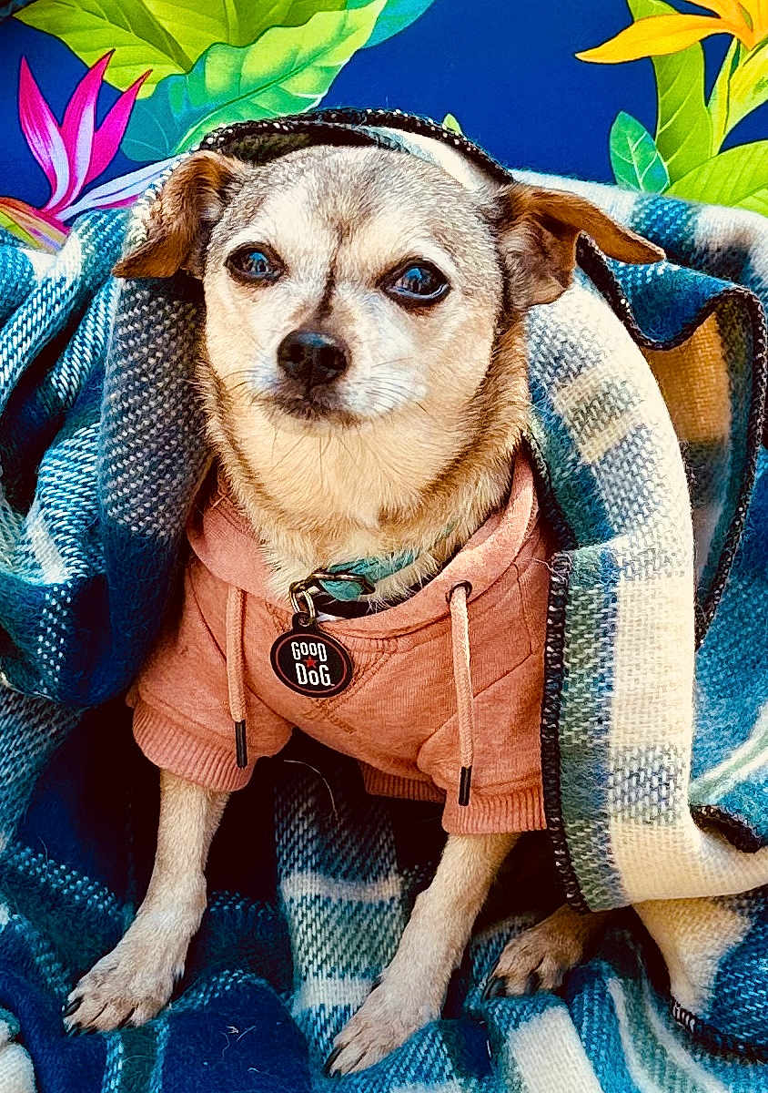 Elvis