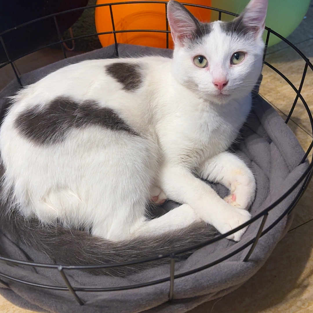 Zeepy participe au concours pour gagner de l'argent avec cette photo : animal, balloons, basket, blanket, cat, cute, ears, eyes, feline, floor, gray_spots, indoor, pet, pink_nose, relaxed, resting, tail, tile_floor, white_cat, wire_basket