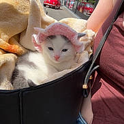 Zeepy participe au concours pour gagner de l'argent avec cette photo : adorable, animal, bag, blanket, car, cat, clothing, cozy, cute, daytime, jeans, kitten, outdoor, person, pet, pink_hat, sleepy, small, street, sunny