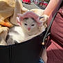 adorable, animal, bag, blanket, car, cat, clothing, cozy, cute, daytime, jeans, kitten, outdoor, person, pet, pink_hat, sleepy, small, street, sunny