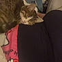 Boulette a rejoint le concours — aidez-le/la à gagner de superbes lots ! cat, tabby, sleeping, lap, blanket, indoor, cozy, relaxation, feline, pet, resting, clothing, denim, soft, comfort, casual, animal, cute, domestic, warm