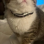 Boulette participe au concours pour gagner de l'argent avec cette photo : cat, tabby, white_fur, collar, pet, close_up, indoor, bed, blanket, curious, feline, whiskers, paw, fur, animal, domestic, cute, portrait, soft_light, blurred_background