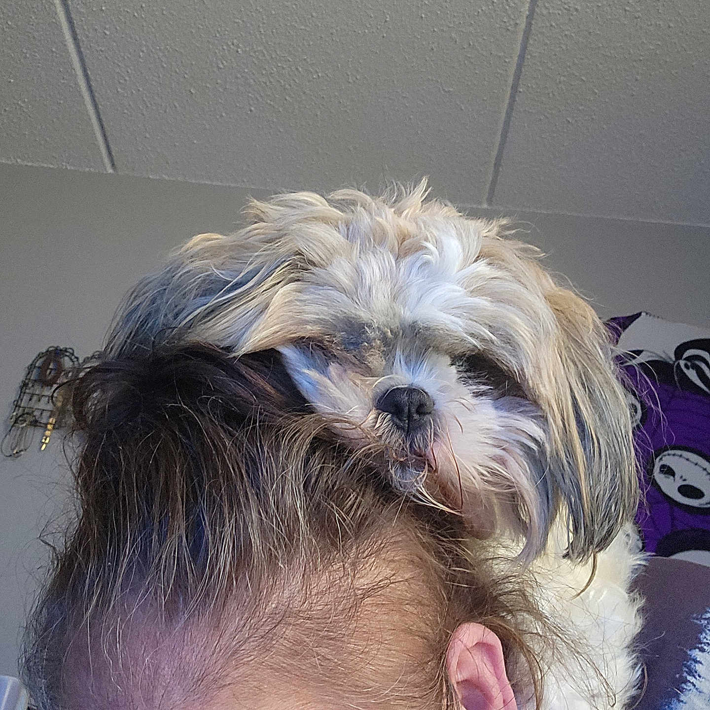 Loki is registered to the contest to win money with this photo: dog, small_dog, shaggy_dog, pet, animal, companion_animal, white_fur, brown_fur, long_hair, floppy_ears, black_nose, portrait, close_up, indoor, home, person, head, shoulder, funny, cuddling