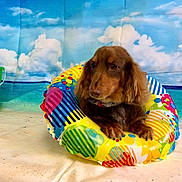 Bruno is registered to the contest to win money with this photo: dog, dachshund, inflatable_ring, colorful, beach_backdrop, blue_sky, clouds, pet, animal, indoor, playful, summer, cute, brown_dog, paw, snout, fur, collar, resting, portrait