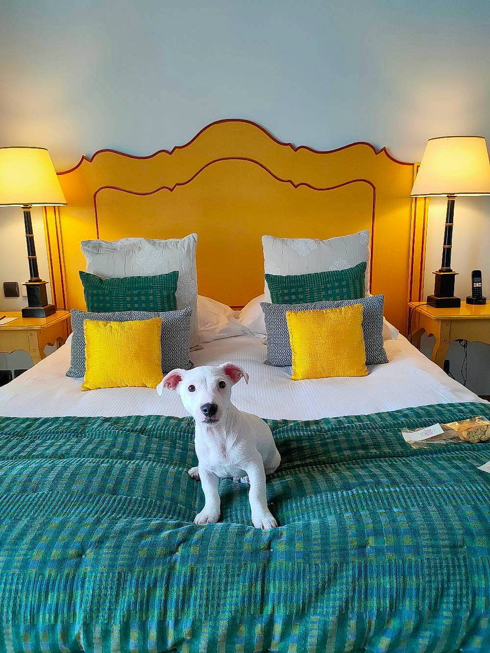 Teagle a rejoint le concours — aidez-le/la à gagner de superbes lots ! bed, bed_frame, bed_sheet, bedding, bedroom, canidae, carnivore, comfort, companion_dog, dog, dog_breed, furniture, home, house, interior_design, mattress, room, suite, table, yellow