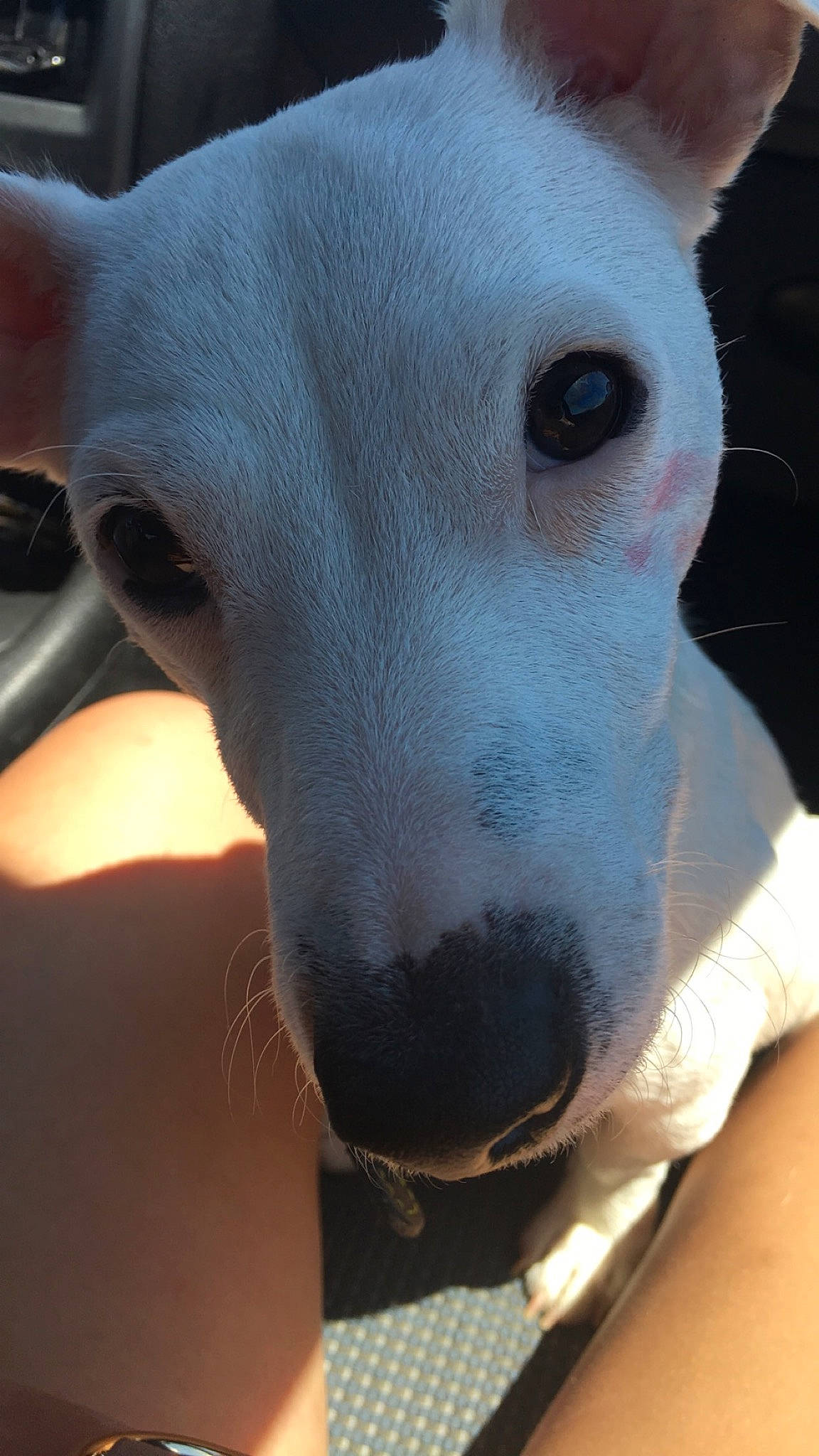 Teagle a rejoint le concours — aidez-le/la à gagner de superbes lots ! bull_terrier_miniature, canidae, carnivore, dog, dog_breed, ear, italian_greyhound, mammal, non_sporting_group, nose, rare_breed_dog, russell_terrier, snout, vertebrate, whiskers