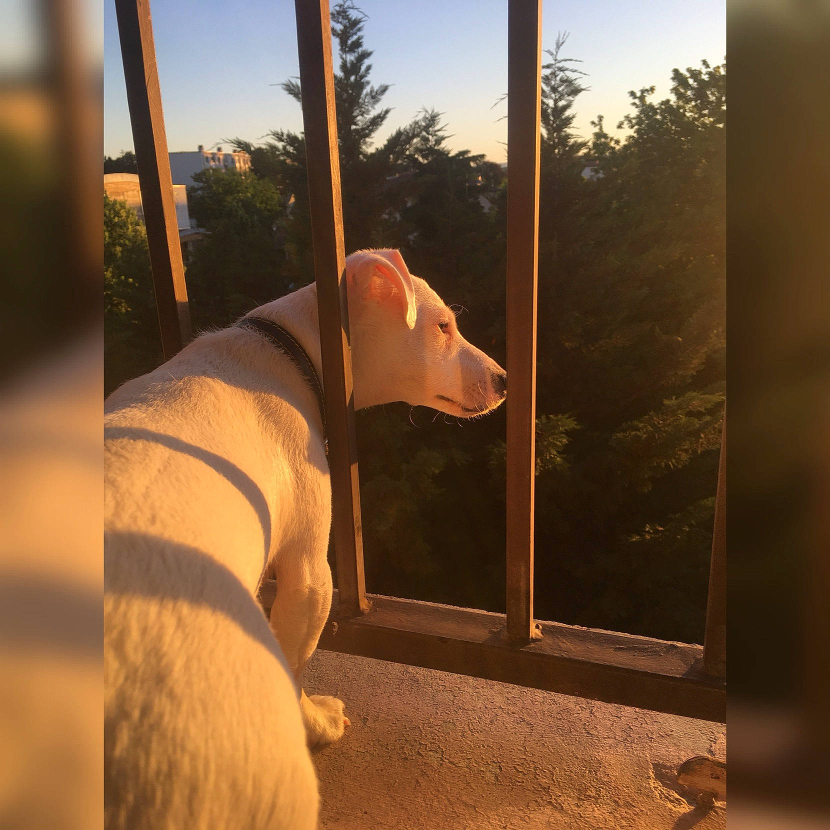 Teagle participe au concours pour gagner de l'argent avec cette photo : american_pit_bull_terrier, canidae, carnivore, dog, dog_breed, dogo_argentino, fawn, guard_dog, non_sporting_group, pit_bull, sporting_group