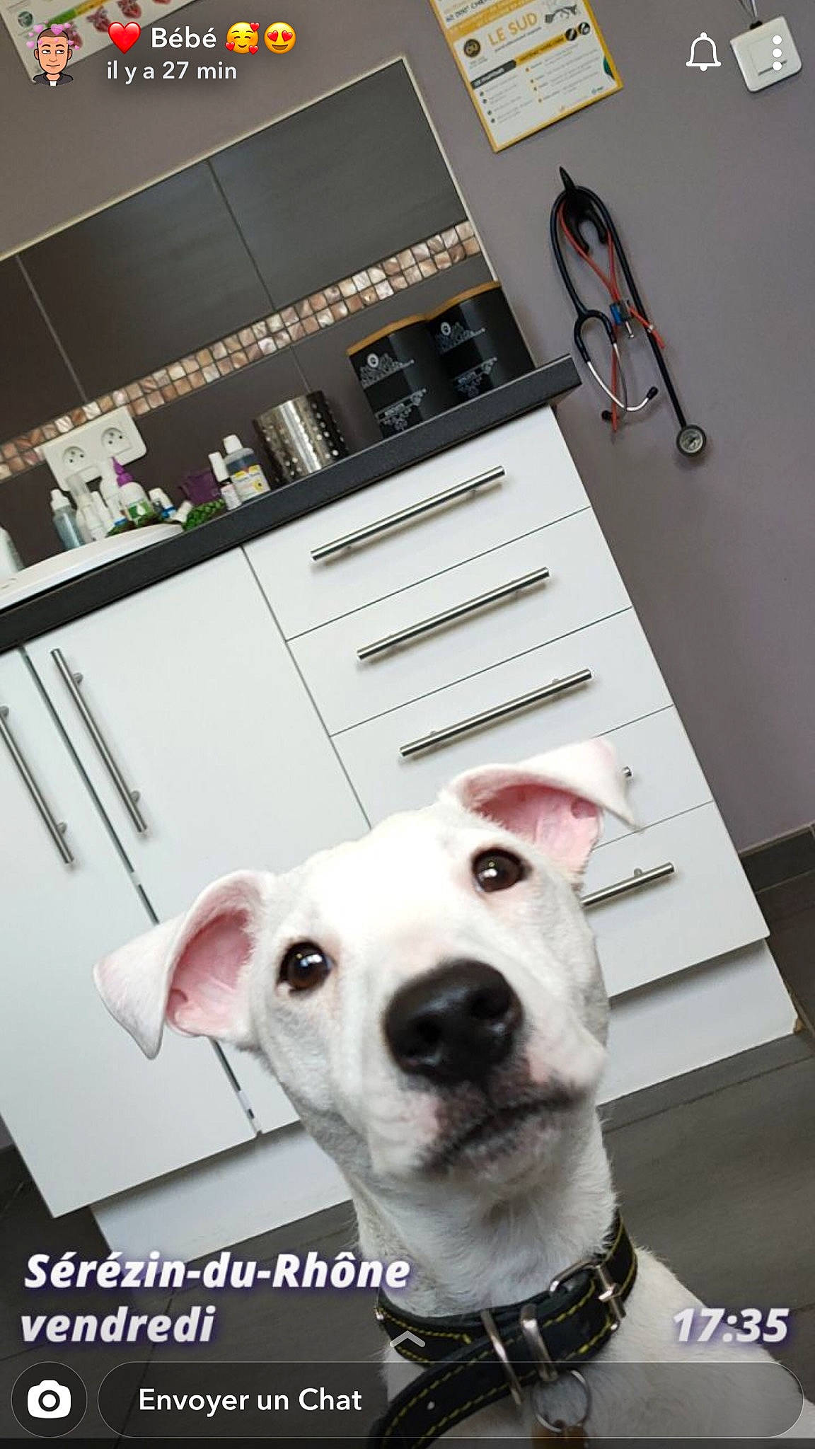 Teagle a rejoint le concours — aidez-le/la à gagner de superbes lots ! american_pit_bull_terrier, canidae, carnivore, companion_dog, dog, dog_breed, ear, non_sporting_group, photo_caption, pit_bull, rare_breed_dog, snout, staffordshire_bull_terrier