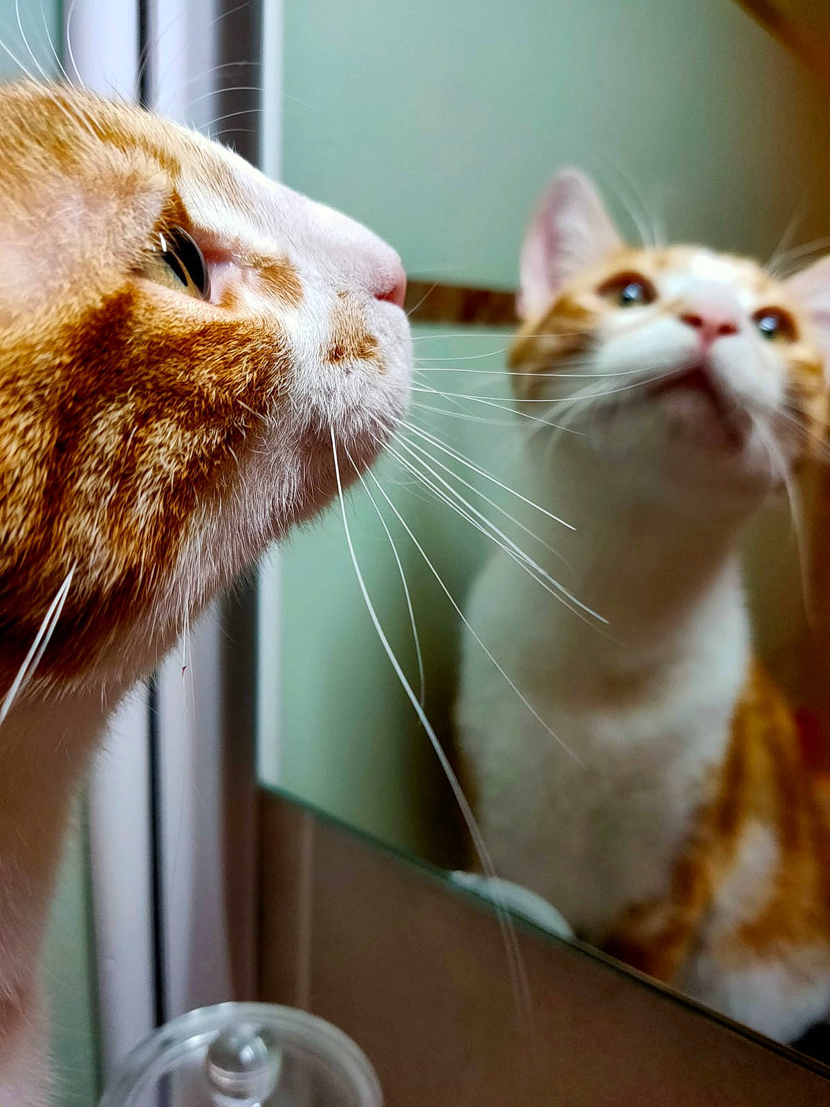 Cookie participe au concours pour gagner de l'argent avec cette photo : aegean_cat, carnivore, cat, domestic_short_haired_cat, ear, european_shorthair, fawn, felidae, fur, small_to_medium_sized_cats, snout, tabby_cat, turkish_van, whiskers