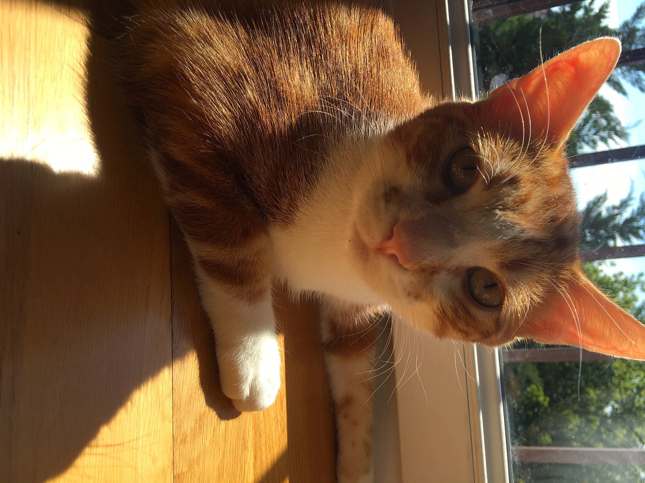 Cookie participe au concours pour gagner de l'argent avec cette photo : aegean_cat, asian, carnivore, cat, domestic_short_haired_cat, ear, european_shorthair, eye, fawn, felidae, fur, german_rex, mammal, nose, ojos_azules, small_to_medium_sized_cats, snout, tail, whiskers