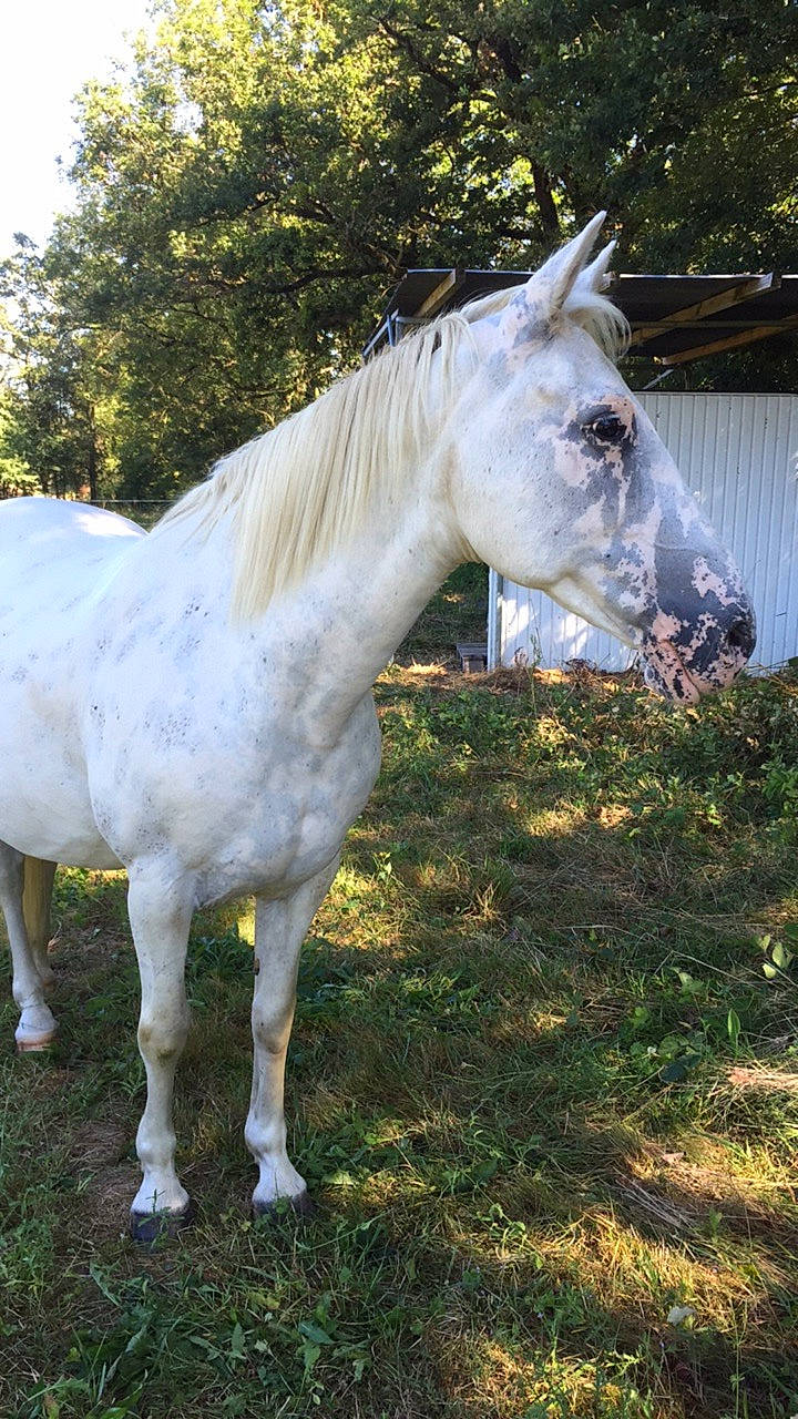 Javeline participe au concours pour gagner de l'argent avec cette photo : grass, horse, livestock, mammal, mane, mare, meadow, mustang_horse, pasture, snout, stallion, vertebrate