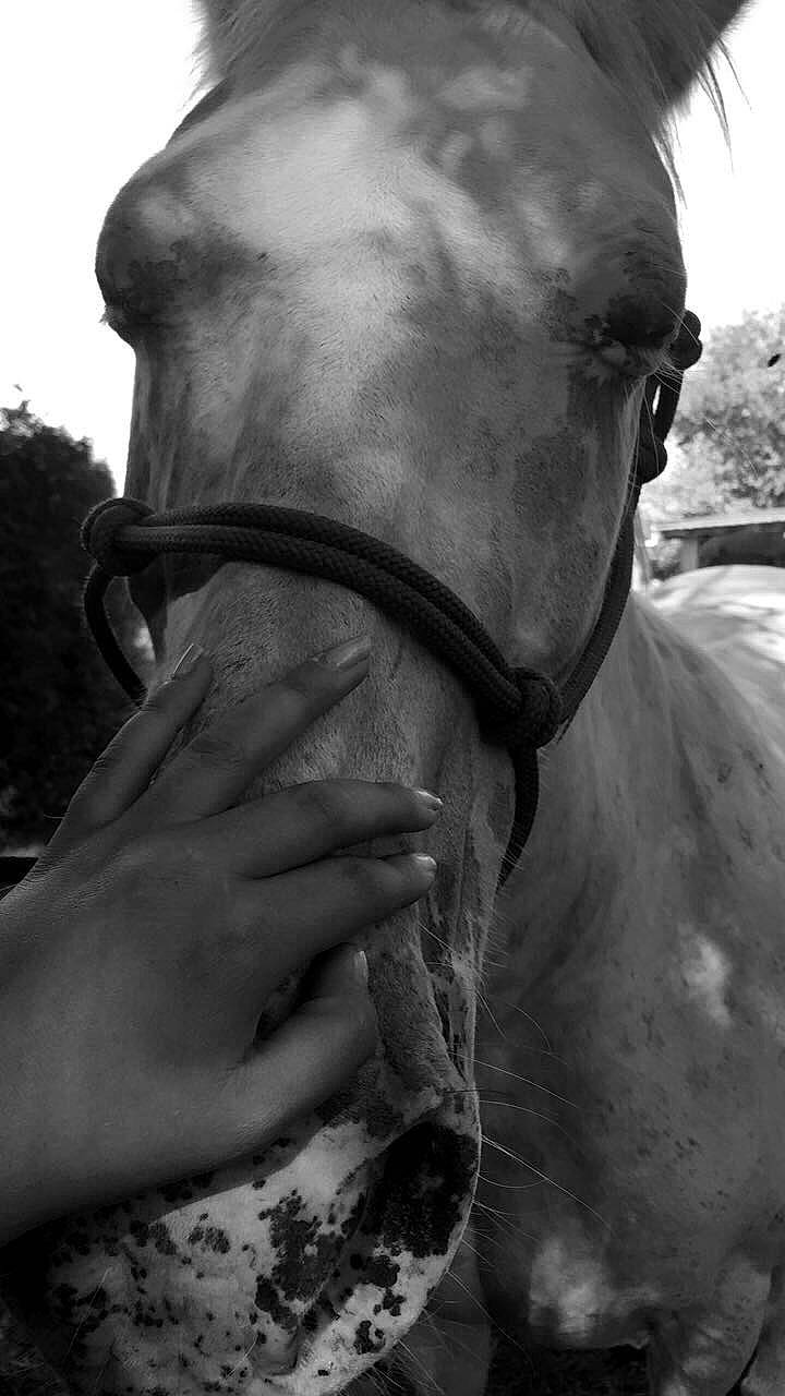 Javeline a rejoint le concours — aidez-le/la à gagner de superbes lots ! black_and_white, bridle, horse, horse_grooming, horse_tack, horse_trainer, mane, mare, monochrome_photography, neck, photography, rein, snout, stallion, stock_photography