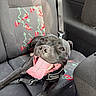 backseat, black_dog, car_interior, car_seat, close_up, collar, dog, front_paw, happy, harness, leash, panting, playful, seatbelt, smiling, teeth, tongue_out, travel, upholstery_pattern, window