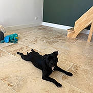 Véga participe au concours pour gagner de l'argent avec cette photo : dog, black_dog, lying_down, floor, tile_floor, indoor, toy, plush_toy, green_wall, wooden_stairs, modern_room, pet, animal, relaxed, looking_at_camera, playful, home, living_space, cute, companion