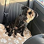 Véga a rejoint le concours — aidez-le/la à gagner de superbes lots ! animal, back_seat, black_dog, blanket, canine, car_interior, companion, curious, cute, dog, domestic_animal, harness, indoor, paw_print, pet, portrait, seatbelt, sitting, sunlight, vehicle