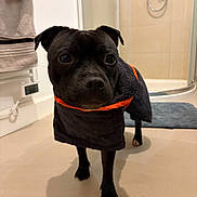 Véga a rejoint le concours — aidez-le/la à gagner de superbes lots ! animal, bathroom, black_dog, canine, clothing, coat, companion, curious, dog, expression, floor_mat, fur, indoors, looking, pet, shower, small_dog, standing, tiled_floor, towel