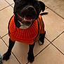 dog, black_dog, pet, sweater, orange_sweater, happy, smiling, indoor, tile_floor, floor, sitting, animal, cute, canine, looking_up, playful, domestic_pet, fur, ears, tail