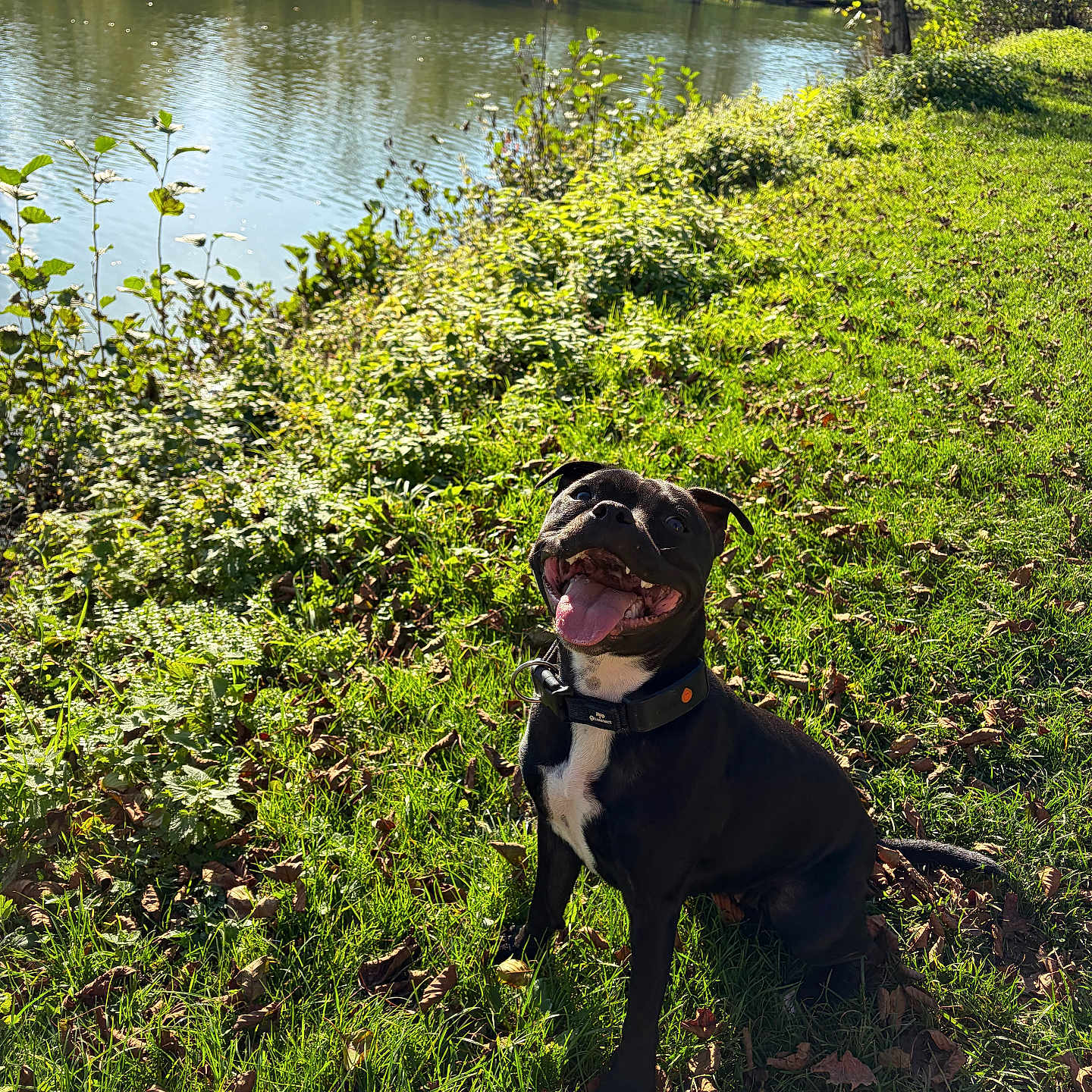 Véga a rejoint le concours — aidez-le/la à gagner de superbes lots ! animal, black_dog, collar, daylight, dog, grass, greenery, happy, leaf_litter, nature, outdoor, park, pet, pond, sitting, smiling, sunlight, tongue_out, trees, water