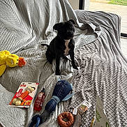 Véga participe au concours pour gagner de l'argent avec cette photo : dog, black_dog, pet, toy, dog_toy, couch, quilted_blanket, indoor, window, glass_door, garden, treat, stuffed_toy, chew_toy, plastic_bottle, plush_toy, floor, home, animal, canine