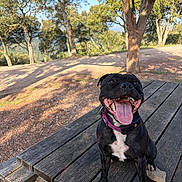 Véga participe au concours pour gagner de l'argent avec cette photo : bench, black_dog, close_up, dirt_path, dog, nature, outdoors, panting, park, pet, picnic_table, pink_collar, rock, shadow, sitting, smile, sunlight, tongue_out, trees, wooden_table