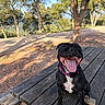 bench, black_dog, close_up, dirt_path, dog, nature, outdoors, panting, park, pet, picnic_table, pink_collar, rock, shadow, sitting, smile, sunlight, tongue_out, trees, wooden_table
