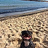 Véga participe au concours pour gagner de l'argent avec cette photo : beach, coast, dog, footprints, happy, harness, ocean, outdoors, pet, portrait, sand, shore, sky, smiling, sunny, teeth, tongue, vacation, water, waves