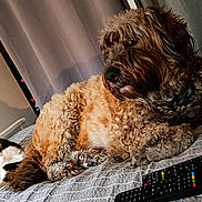 Oxo a rejoint le concours — aidez-le/la à gagner de superbes lots ! dog, cat, bed, remote_control, plush_toy, curtain, indoor, pet, animal, furry, resting, cozy, striped_bedspread, white_cat, brown_dog, domestic, cute, relaxed, companion, home