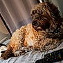 dog, cat, bed, remote_control, plush_toy, curtain, indoor, pet, animal, furry, resting, cozy, striped_bedspread, white_cat, brown_dog, domestic, cute, relaxed, companion, home
