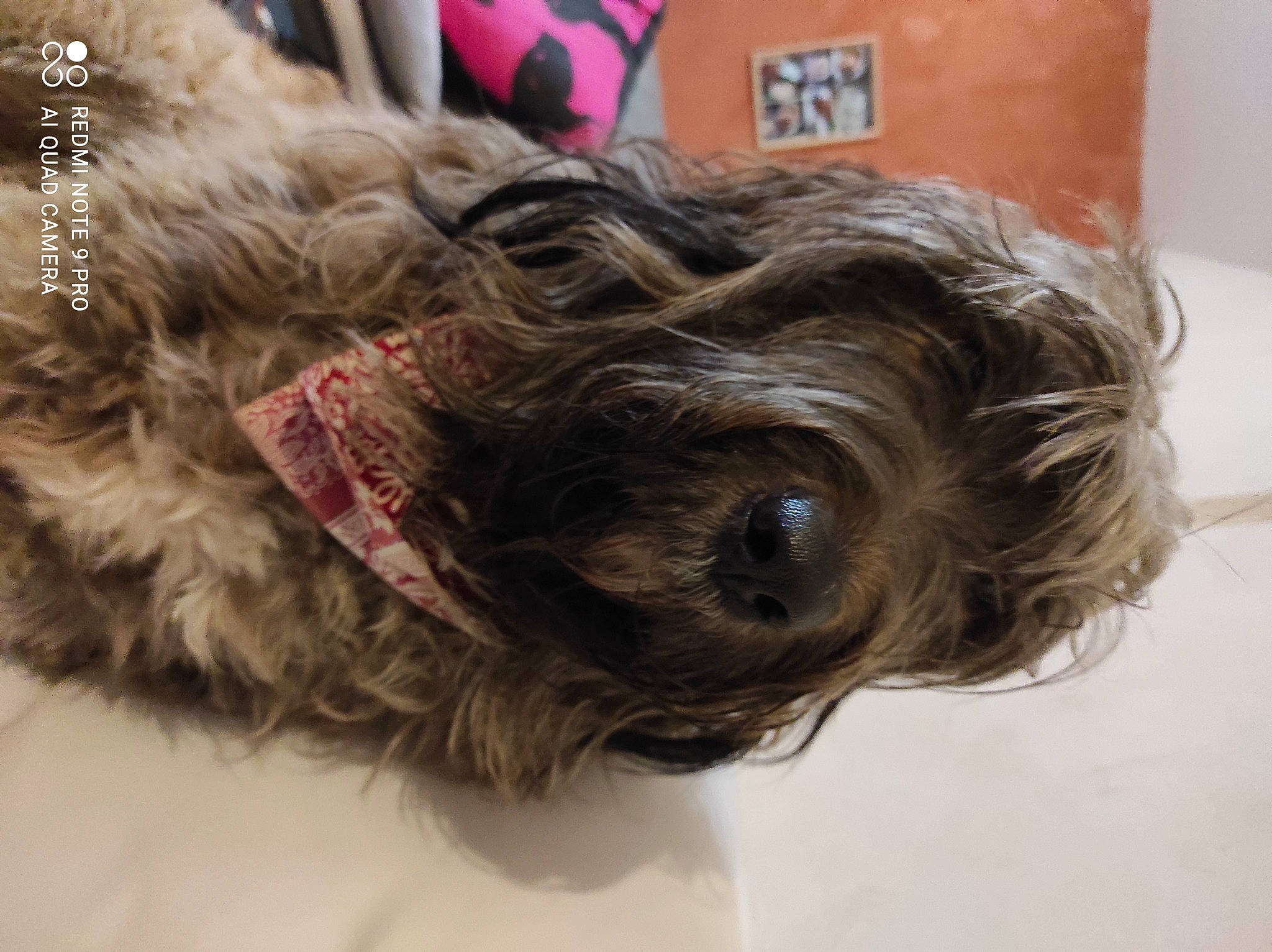 Oxo participe au concours pour gagner de l'argent avec cette photo : canidae, carnivore, cockapoo, companion_dog, dog, dog_breed, dog_collar, dog_supply, fur, liver, non_sporting_group, poodle_crossbreed, puppy, small_terrier, snout, sporting_group, terrier, toy_dog, working_animal, yorkipoo