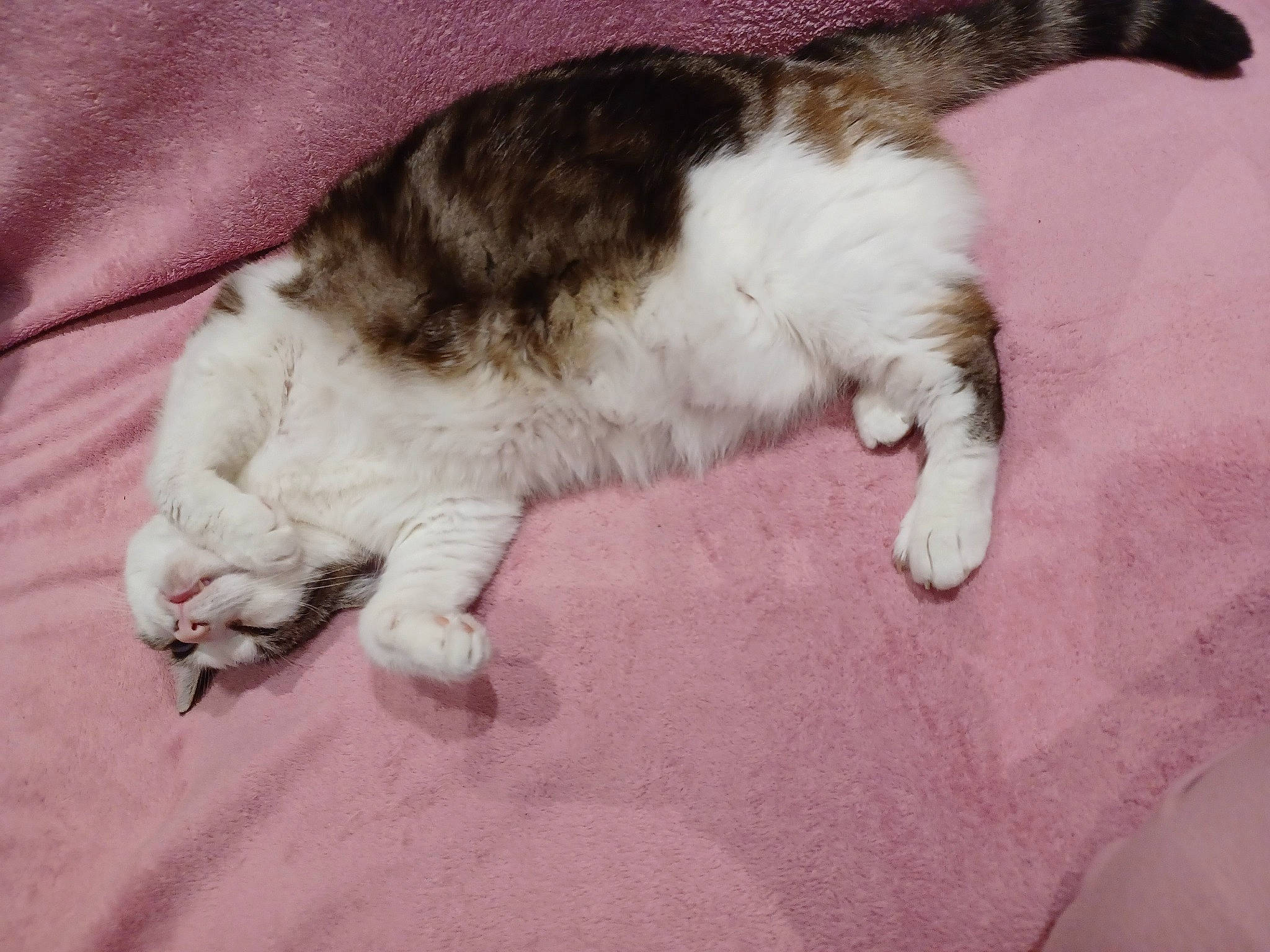 Soquette participe au concours pour gagner de l'argent avec cette photo : carnivore, cat, claw, comfort, dog_breed, domestic_short_haired_cat, fawn, felidae, flooring, foot, fur, lap, mammal, nap, paw, small_to_medium_sized_cats, snout, tail, vertebrate, whiskers