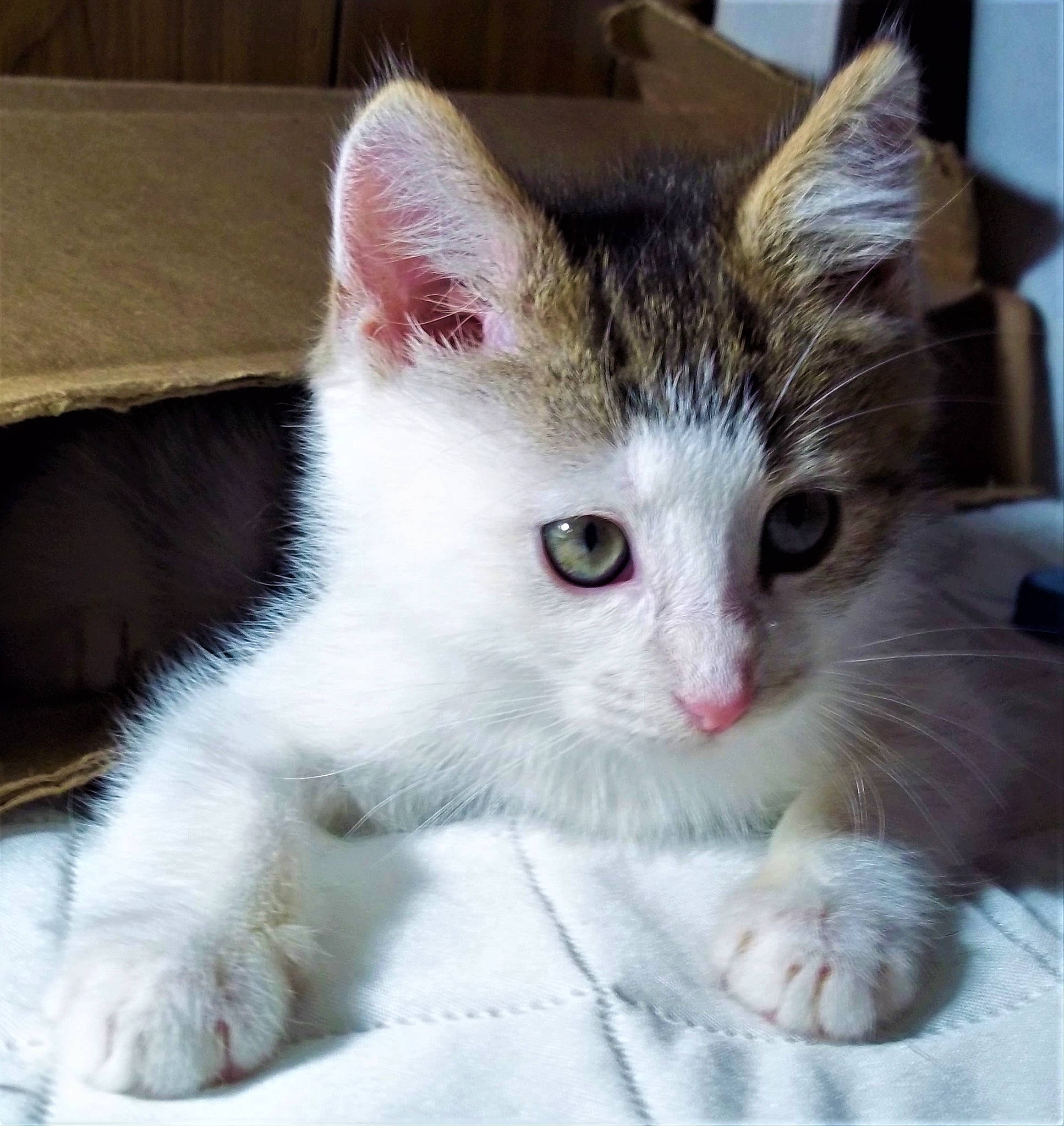 Riley joined the competition — help win amazing prizes! aegean_cat, american_curl, american_wirehair, asian, carnivore, cat, domestic_short_haired_cat, european_shorthair, felidae, fur, kitten, mammal, ojos_azules, polydactyl_cat, ragamuffin, small_to_medium_sized_cats, turkish_angora, turkish_van, vertebrate, whiskers