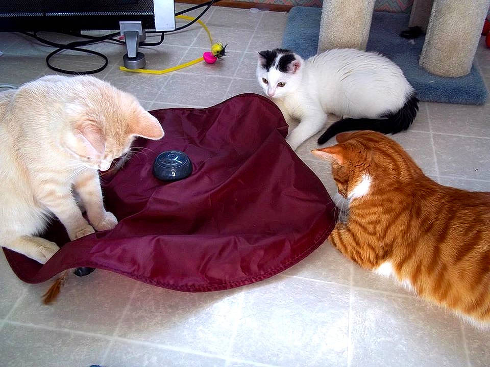 Nullah is registered to the contest to win money with this photo: american_curl, asian, canidae, carnivore, cat, european_shorthair, felidae, fur, kitten, paw, play, small_to_medium_sized_cats, tail, whiskers